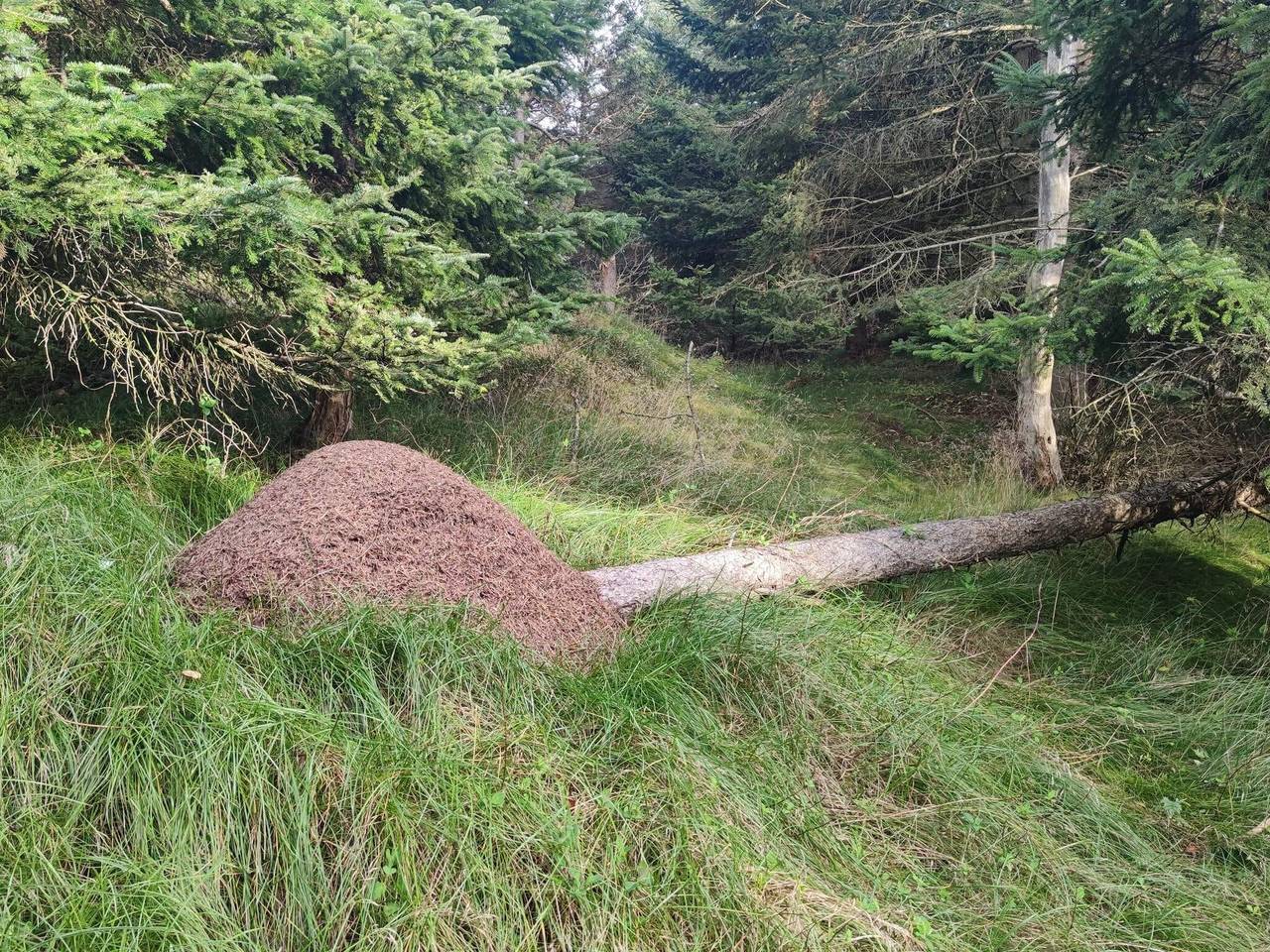 6 person feriebolig i Hjørring in Skallerup Klit, Hjørring Kommune