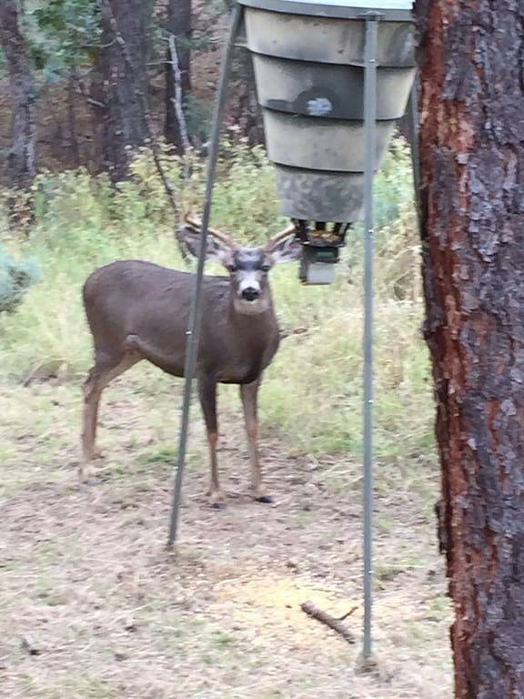 Texas House: Berghaus in Ruidoso / Alto Lakes Golf & Cc. Neue Heizung & A / C in Alto, Ski Apache