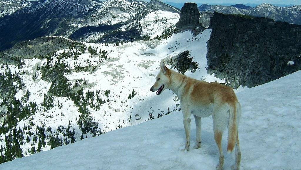 Convenient location 2 miles to Priest Lake for families & work-cation stays! in Kaniksu Nationalwald