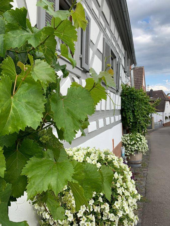 Ganze Wohnung, Apartment in Gleiszellen-Gleishorbach, Südliche Weinstraße