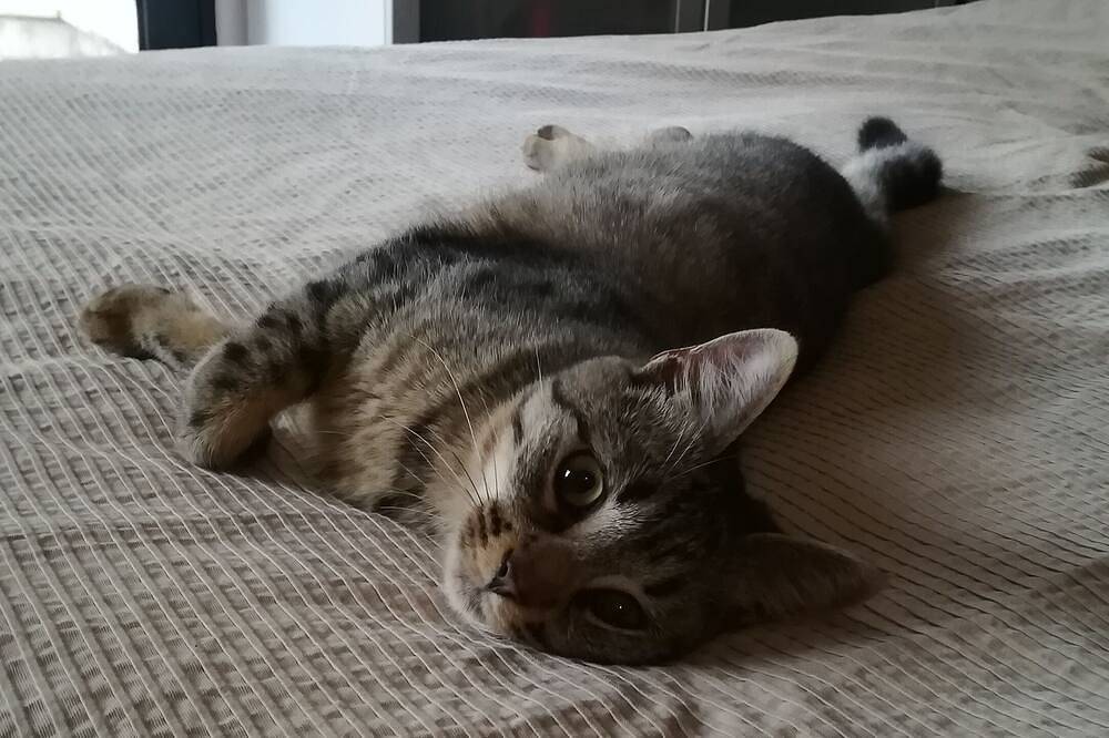 In the heart of the Bordeaux region, family home with swimming pool in Floirac, Bordeaux region