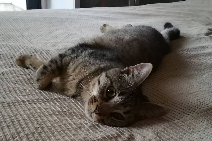 Location de vacances pour 8 personnes, avec jardin à Floirac - 2