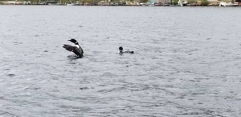 Cottage for 4 Guests in Northwood, Merrimack Valley, Picture 2