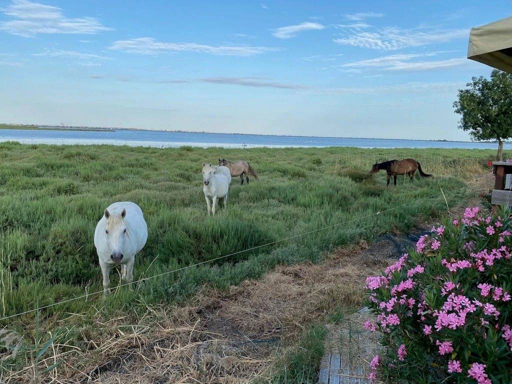 Camping 2 étoiles - Piscine  - ccb0fec in Villeneuve-lès-Maguelone, Côte d'Améthyste