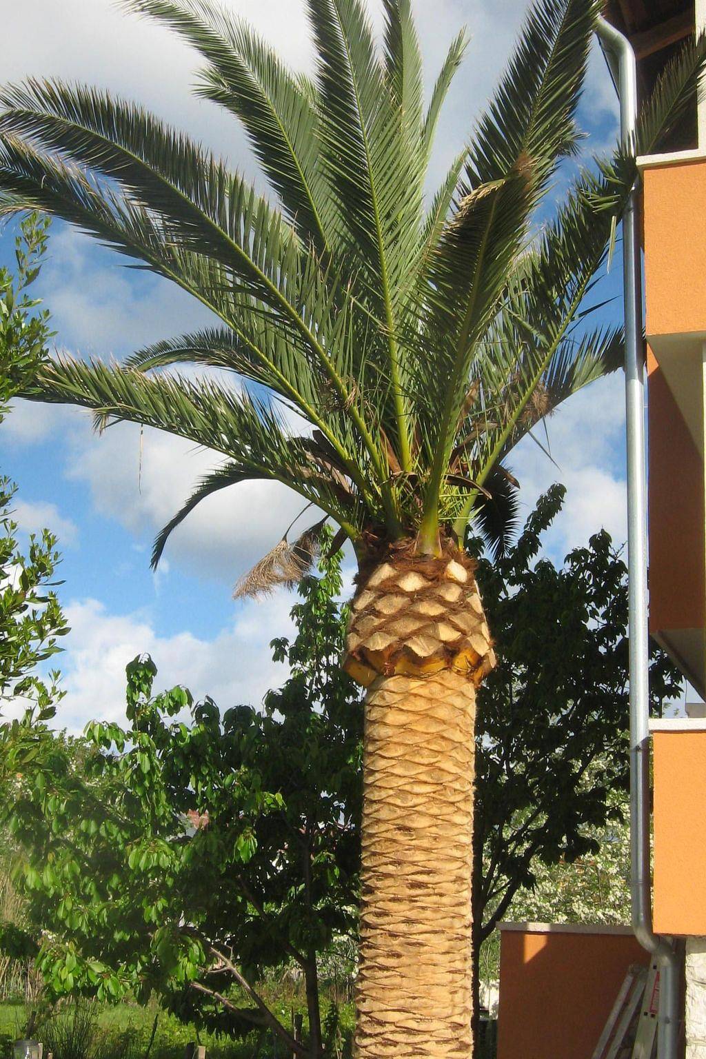 Ganze Wohnung, Zentrale Ferienwohnung mit Balkon in Lopar, Rab