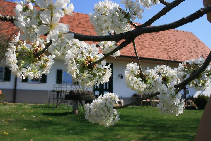 Ferienwohnung für 3 Personen, mit Garten und Sauna, mit Haustier in der Oststeiermark - 2