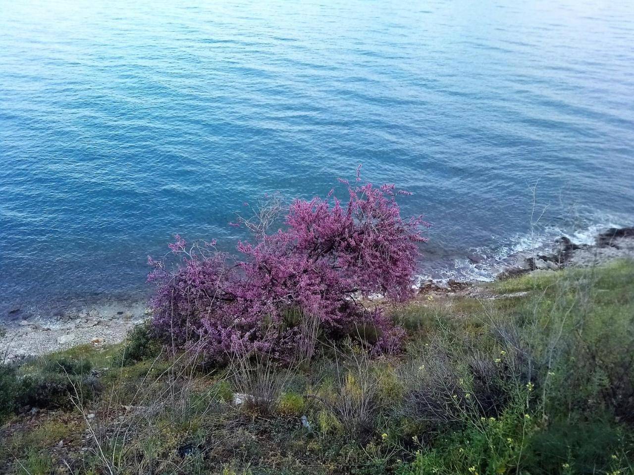 Ganze Wohnung, Apartment with Sea View in Xiropigado, Kynouria