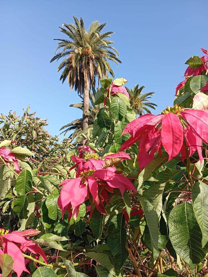 Casa rural para 3 personas, con piscina y jardín además de terraza y vistas en Puerto de la Cruz