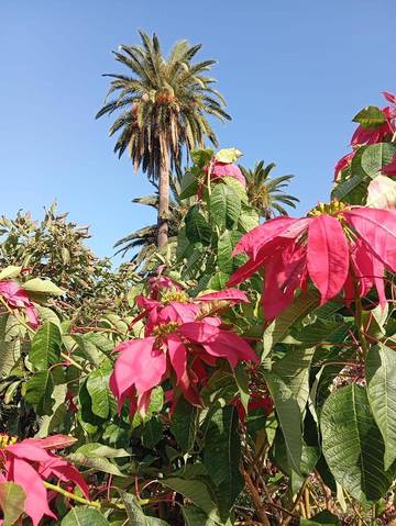 Casa rural para 3 personas, con piscina y terraza además de jardín y vistas en Puerto de la Cruz
