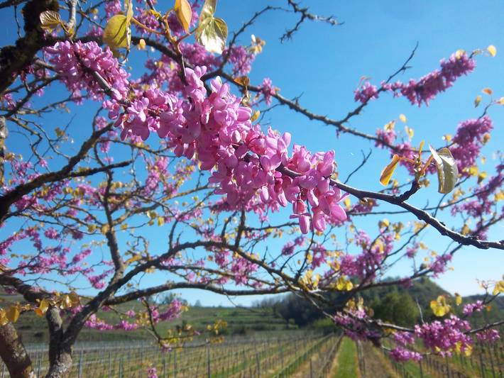 Ganze Ferienwohnung, Winzerhof Jenne - Ferienwohnung mit 60 qm, 2 Schlafzimmer, für max. 4 Pers. in Bötzingen am Kaiserstuhl, Kaiserstuhl