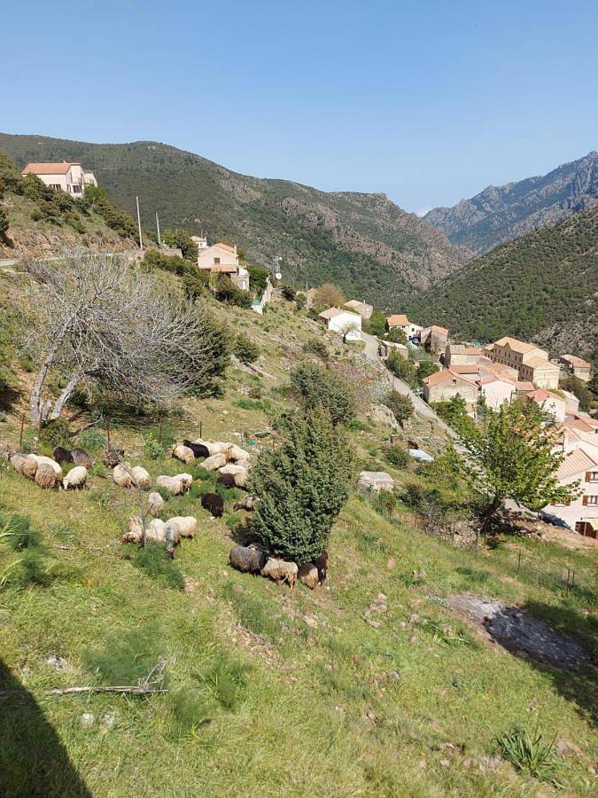 Résidence E Cime Asco Locations de studios meublés in Asco (homonymie), Parc naturel régional de Corse