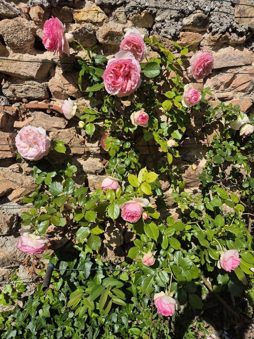 La Passiflore in Le Perréon, Beaujolais
