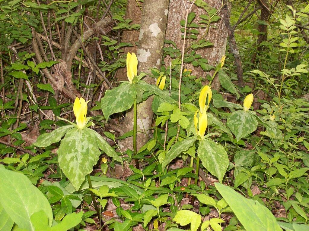 Smoky Mountains 20 min nach Gatlinburg am Creek, grenzt an Park, unter 100 $ Haustiere Ok! in Cosby (TN), Cocke County