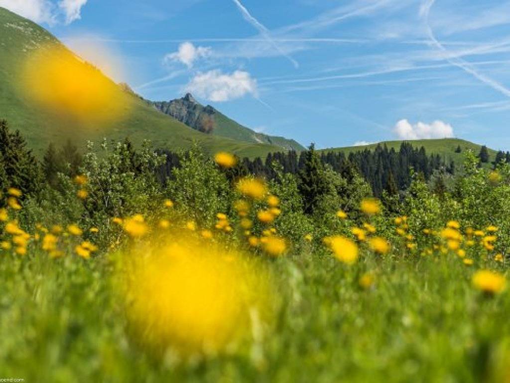 Ganzes Studio, Les Mouflons I et Ii S4p in Le Praz de Lys, Taninges