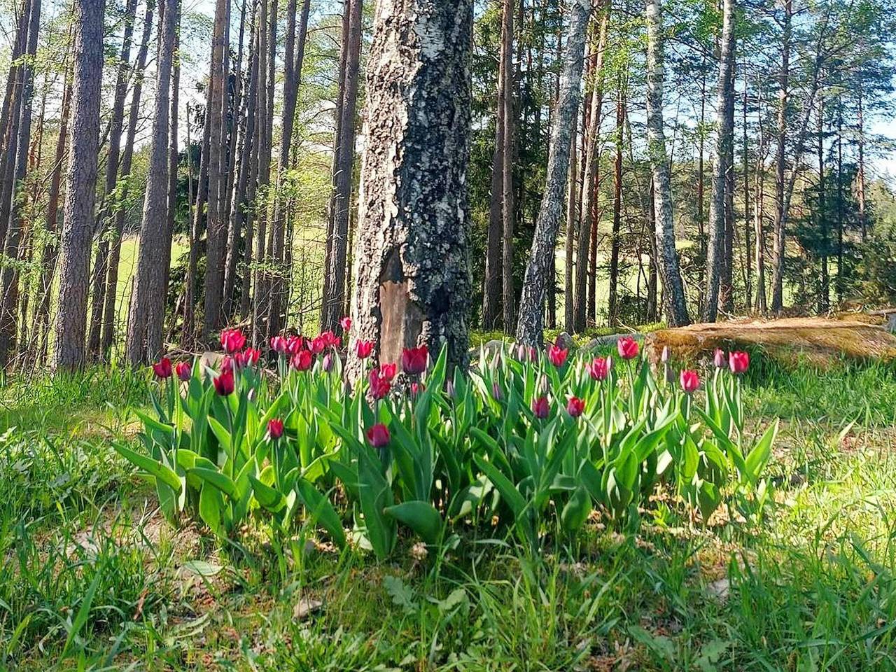 5 Personen Ferienhaus in Knutby in Uppsala