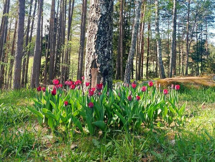 Ferienhaus für 5 Personen, mit Garten in Uppsala - 4