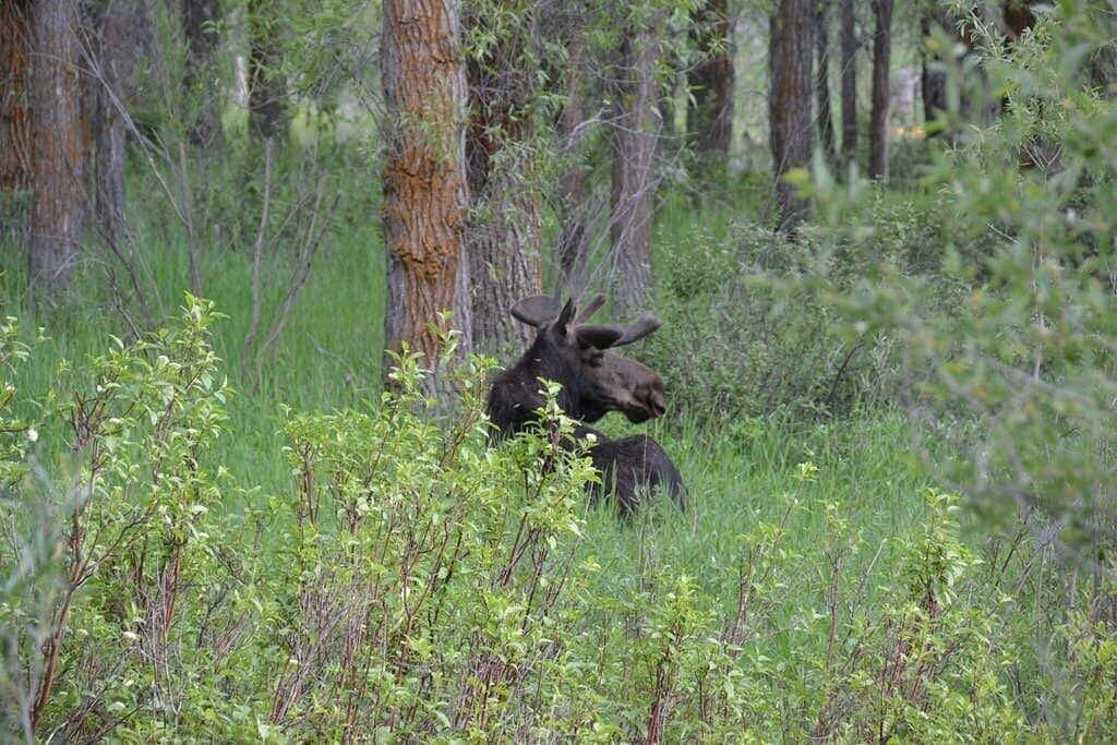 Ganze Wohnung, Spektakuläre Mountain Condo in großartiger Lage! 5 Meilen von Jhmr; 8 mi nach Jackson in Moose Wilson Road, Grand Teton Nationalpark