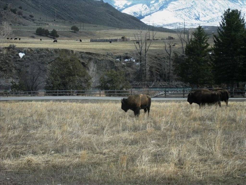 Gardiner Cabin von Yellowstone Park / Termine geöffnet in Absaroka Range