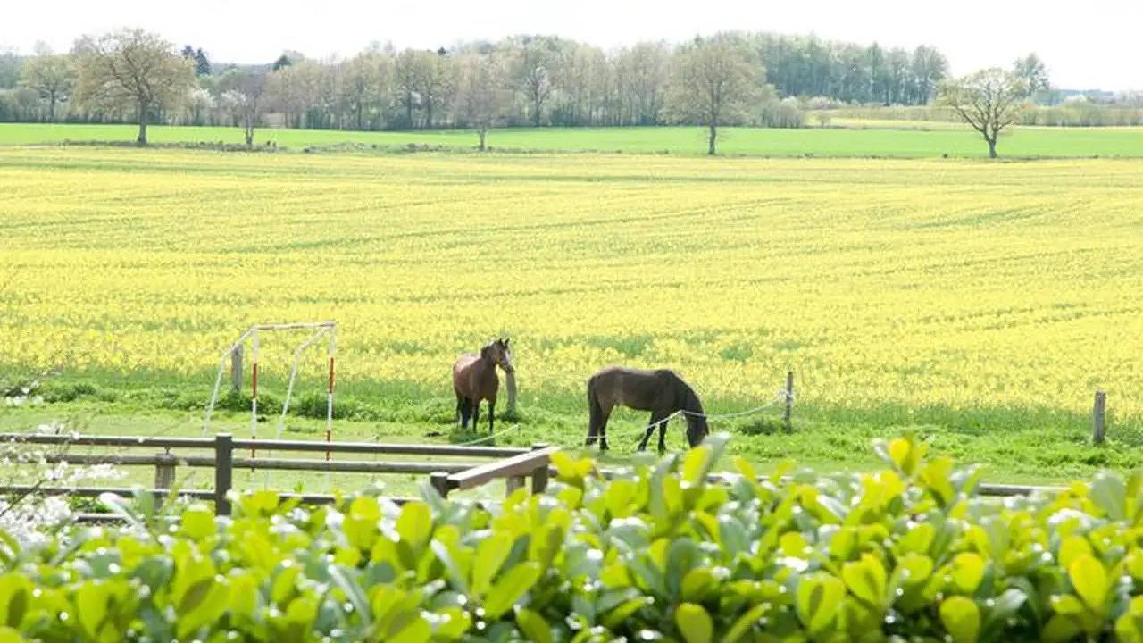 Ferienhaus für 6 Personen (95 m²) in Pommerby (Geltinger Bucht) in Geltinger Birk, Pommerby