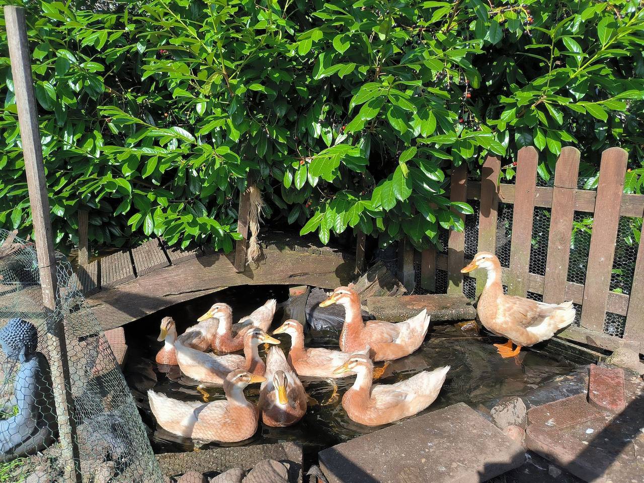 Ganze Ferienwohnung, Mohnkopf: Fewo mit Terrasse - Fewo Mohnkopf in Jerrishoe, Grünes Binnenland