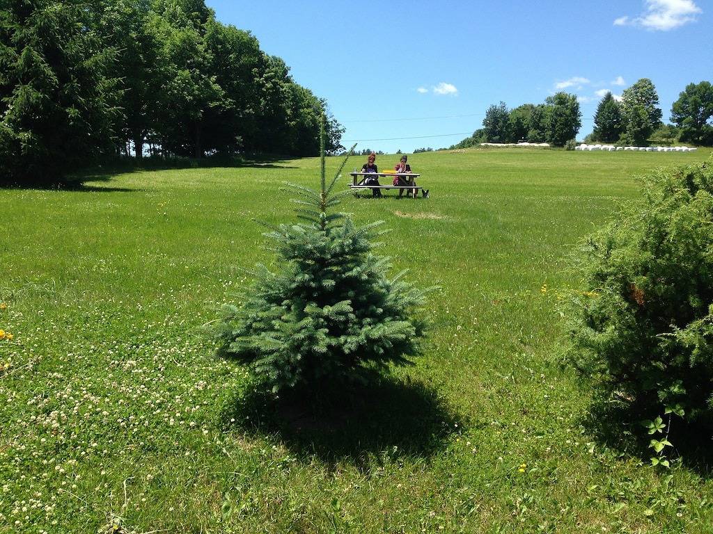 Majestic Farmland A-Frame mit weitreichenden Ansichten in Sullivan County