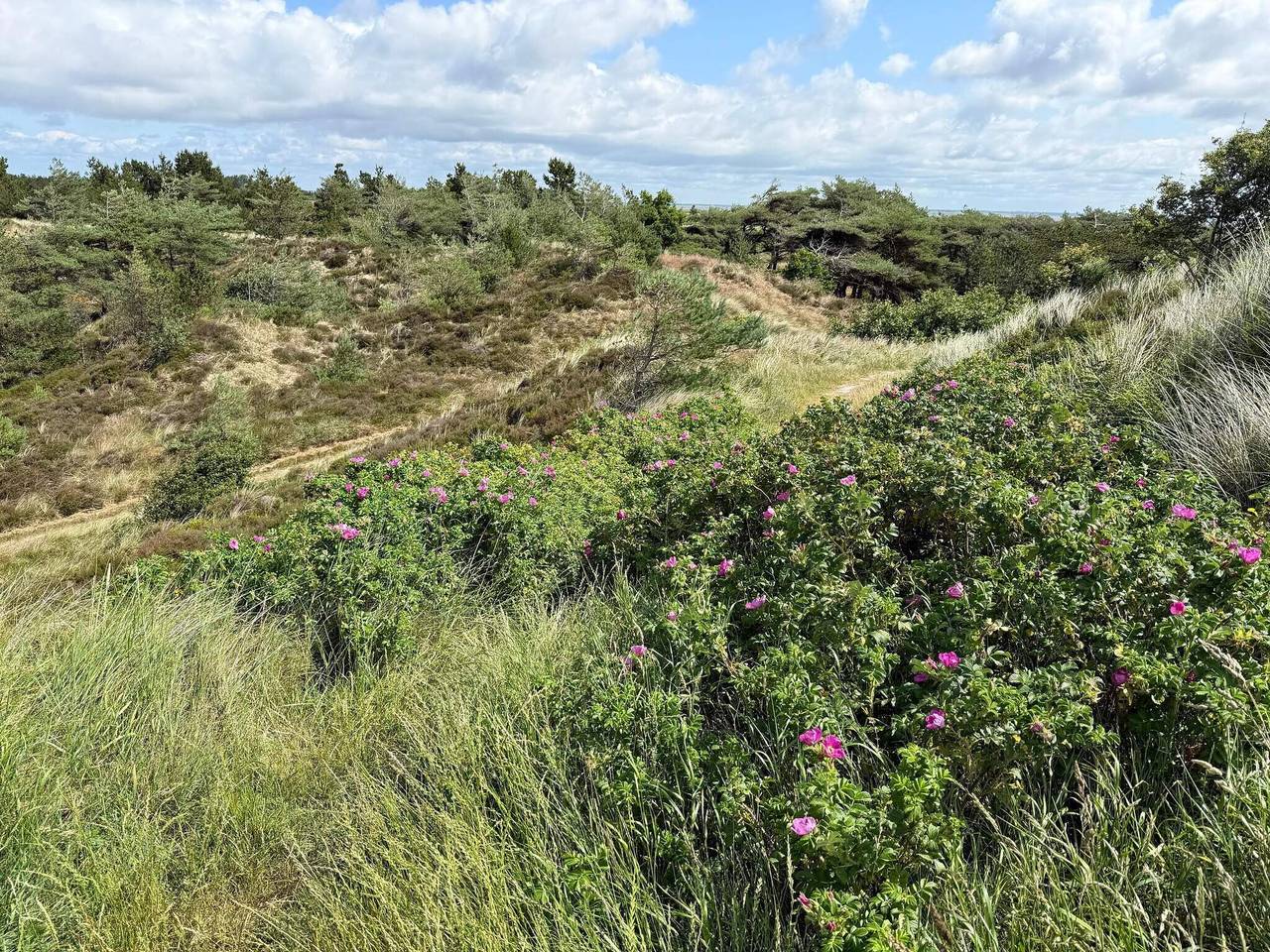 5 Personen Ferienhaus in Rømø in Kongsmark, Rømø