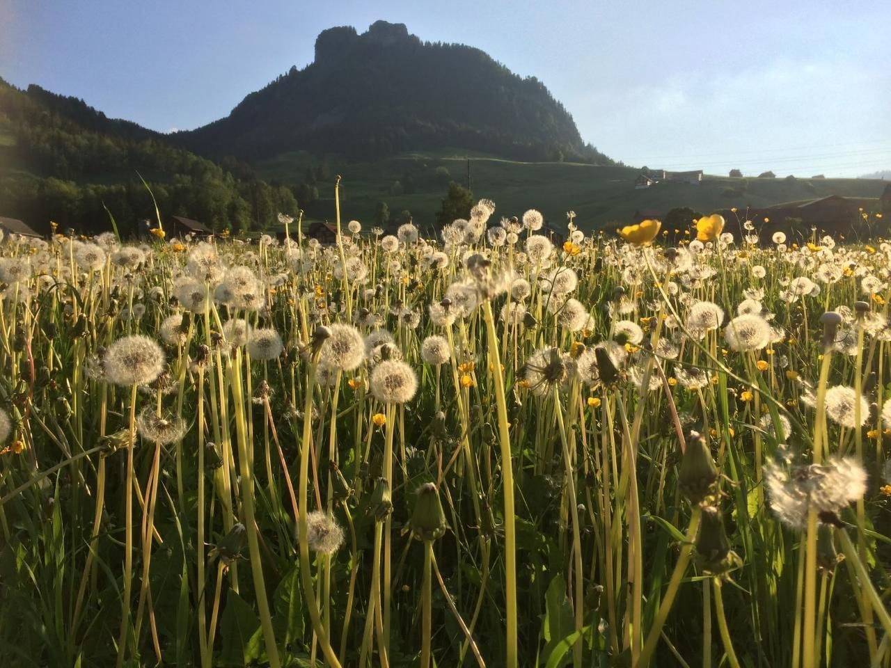 Ganze Wohnung, Wis (Stein) in Stein SG, Nesslau