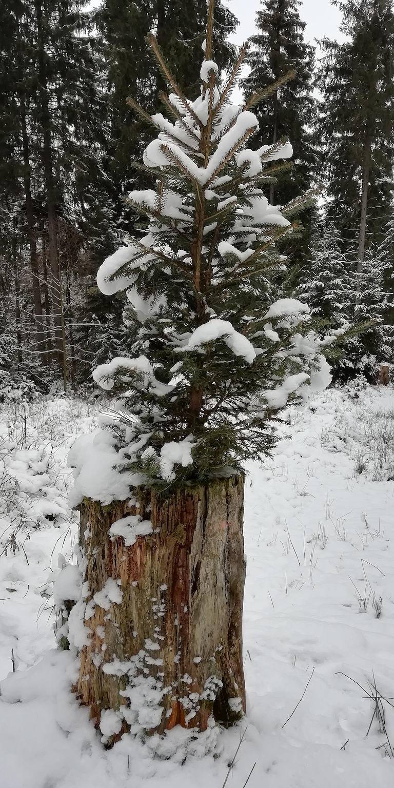 Ganze Ferienwohnung, Pension am Steinberg in Altenberg, Mittlere Erzgebirge
