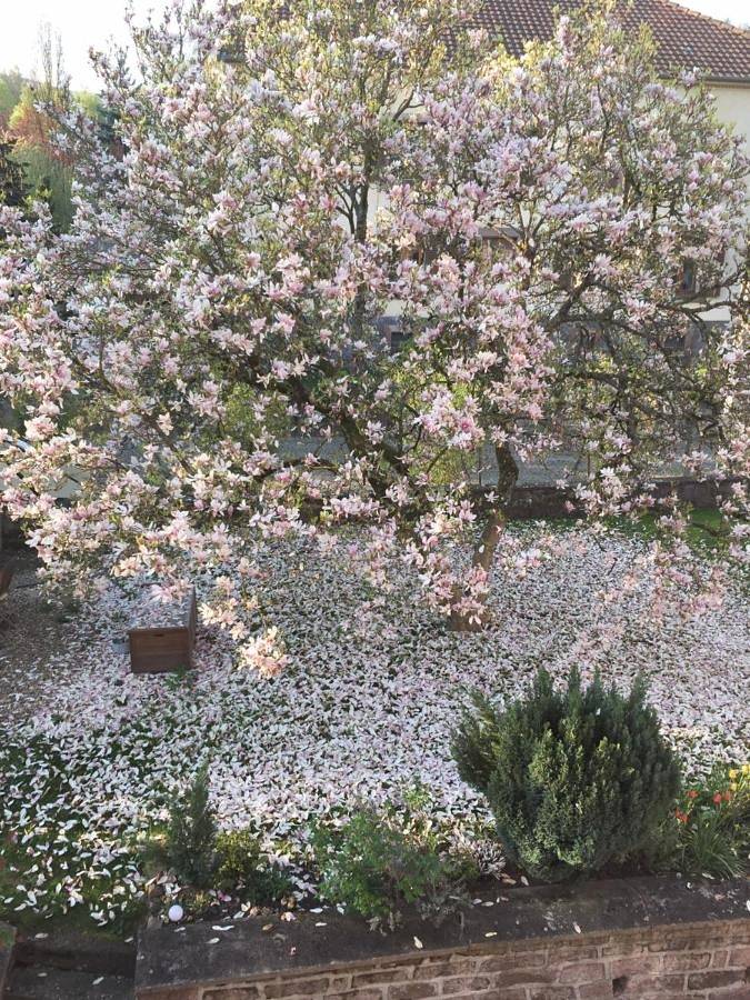 Location de vacances pour 2 personnes, avec terrasse ainsi que jardin et vue à Sainte-Croix-aux-Mines - 2