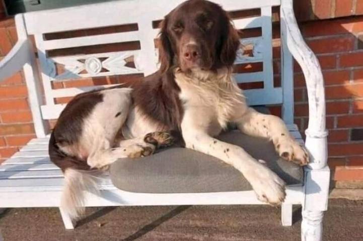 Ferienwohnung für 4 Personen, mit Garten in Hanerau-Hademarschen - 4