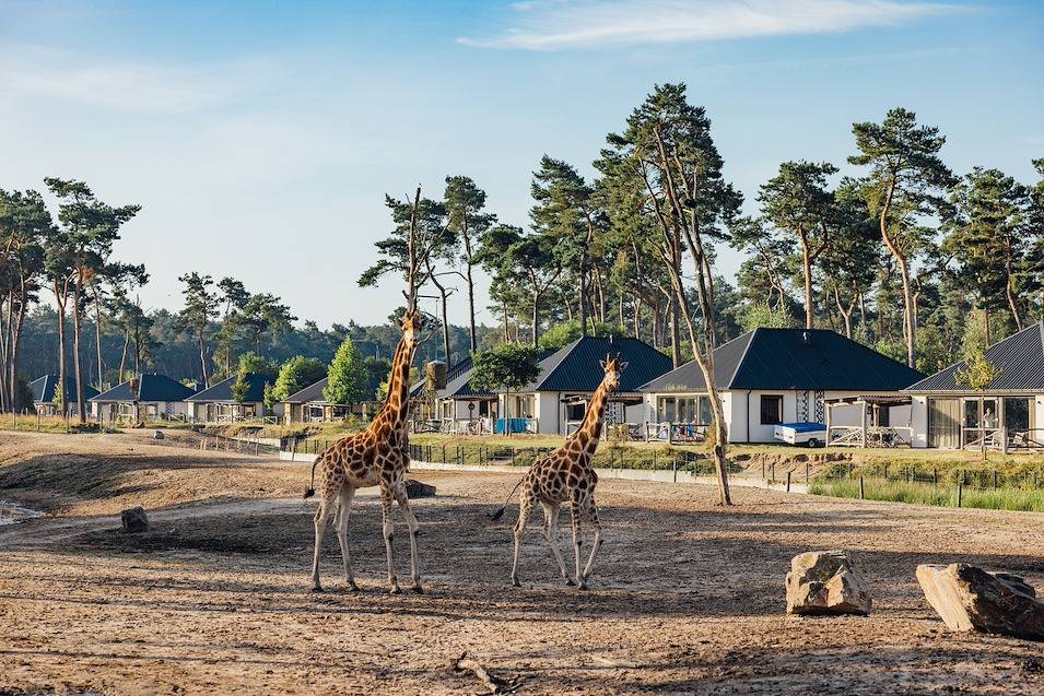 Safari Resort Beekse Bergen — Savanne Lodge in Hilvarenbeek, Noord-Brabant