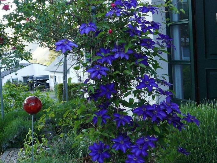 Ferienwohnung für 3 Personen, mit Garten in Bernkastel-Kues - 3