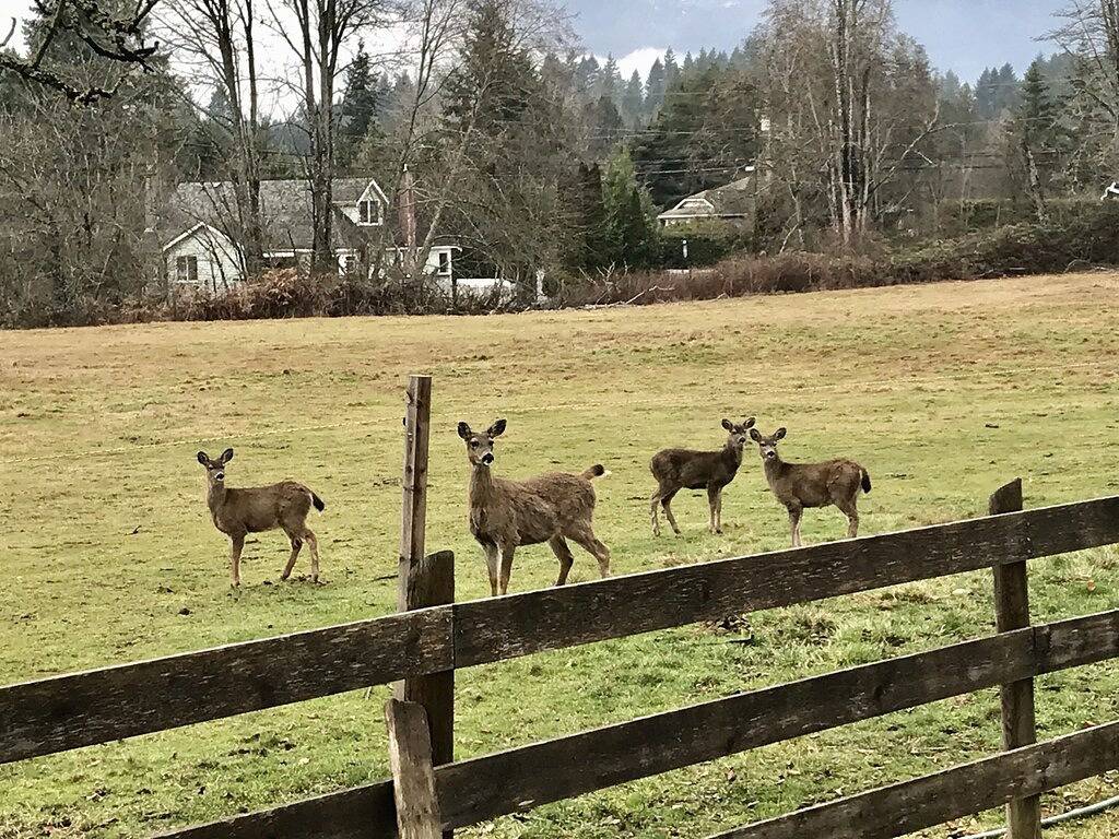 Luxuriös eingerichtetes Haus auf dem Land in North Cowichan, Cowichan Valley Regional District