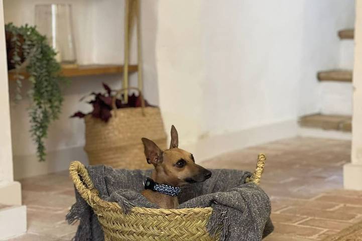 Maison de vacances pour 5 personnes, animaux acceptés - 1