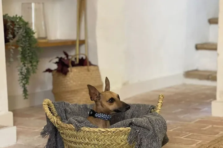 Maison de vacances pour 5 personnes, animaux acceptés - 1