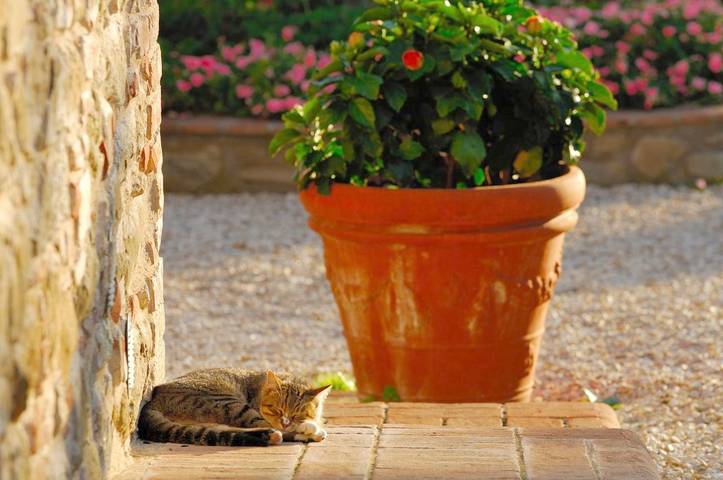 Station pour 3 personnes, avec vue sur le lac et piscine ainsi que jardin et vue à Tuoro sul Trasimeno - 3