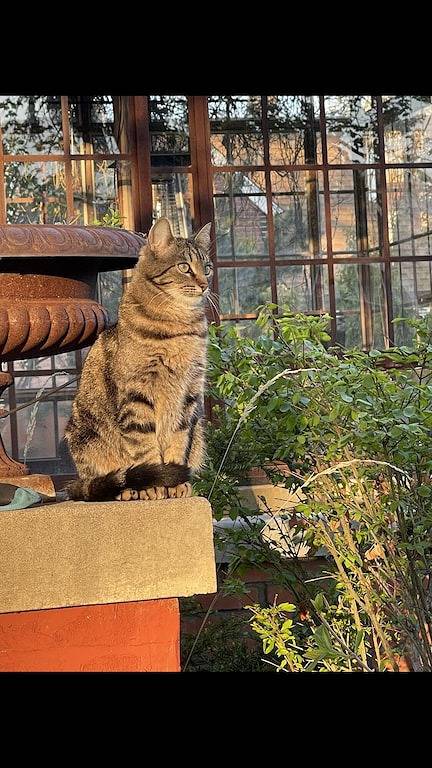 Ganze Wohnung, Discover the perfect place to call home in the heart of Hamilton, Montana. in Hamilton (MT), Ravalli County