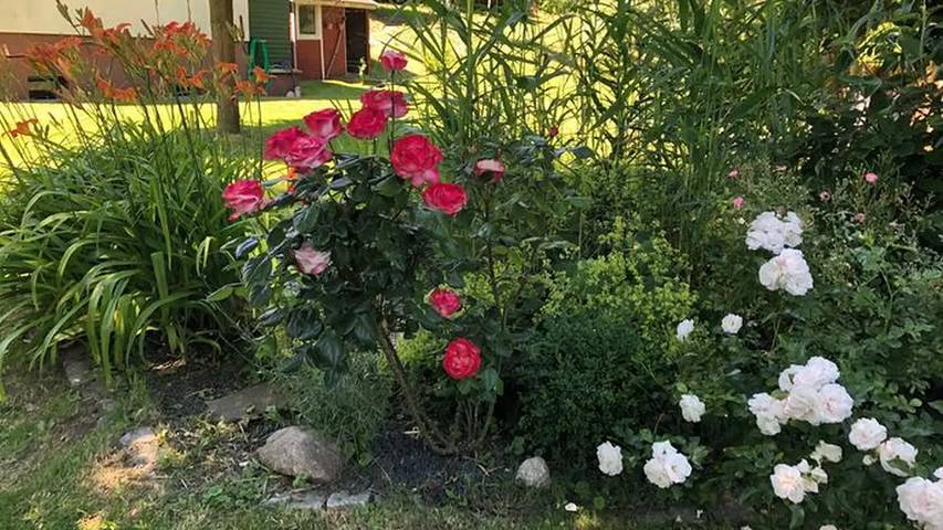 Ferienhaus für 5 Personen, mit Garten in Barth - 4