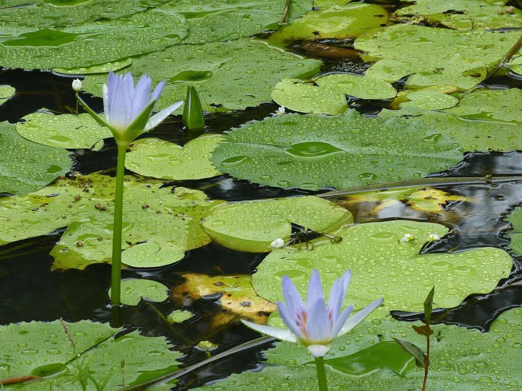 Magnolia Cottage - Magical Noosa Hinterland Retreat in Eumundi, Noosa