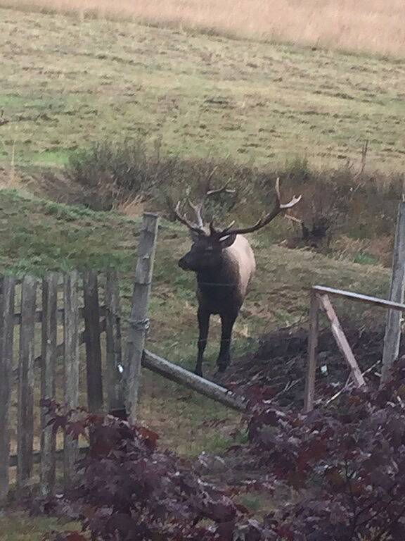 Schöne private renovierte Sunny Cabin Haus mit Wald, Wiese und Wildlife in Hurricane Ridge