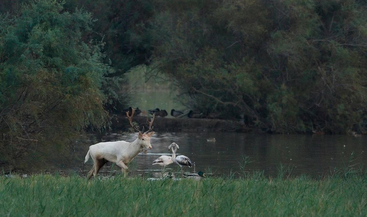 Haus Amfora 17 - Grill, Wifi, großes Grundstück, Parkplatz. Costa Brava in Sant Pere Pescador, Oberampurien