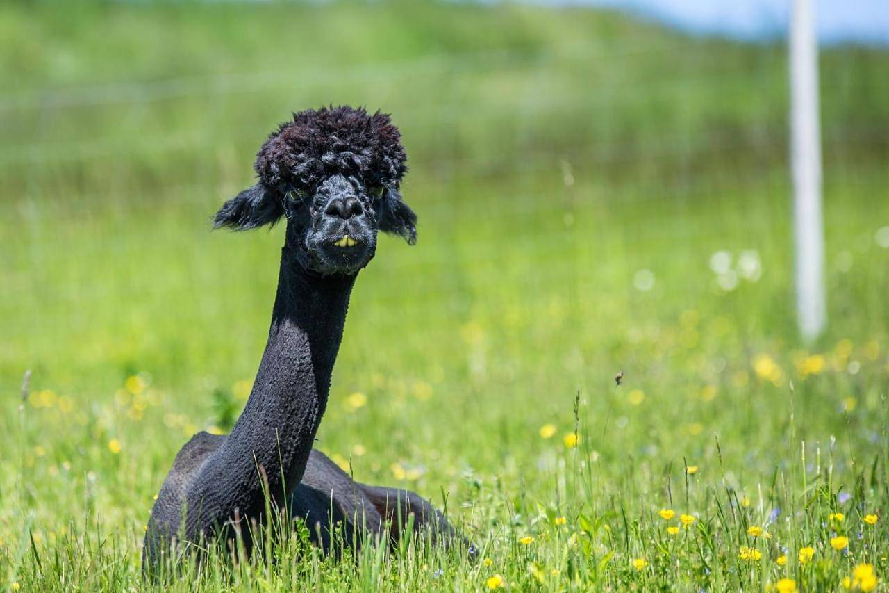 Gospodarstwo Agroturystyczne z Basenem & Spa i Alpakami in Mazury