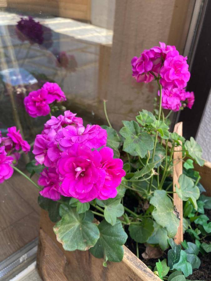 Gîte pour 2 personnes, avec vue et terrasse, animaux acceptés à Matemale - 4