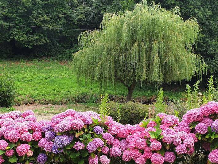 Location de vacances pour 6 personnes, avec jardin, animaux acceptés à Saint-Quay-Perros - 2