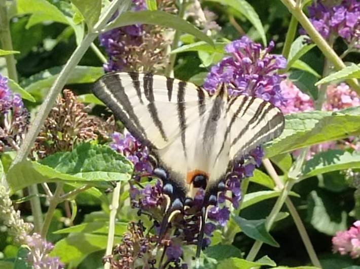 Location de vacances pour 4 personnes, avec jardin et jacuzzi, adapté aux familles à Frayssinet-le-Gélat - 4