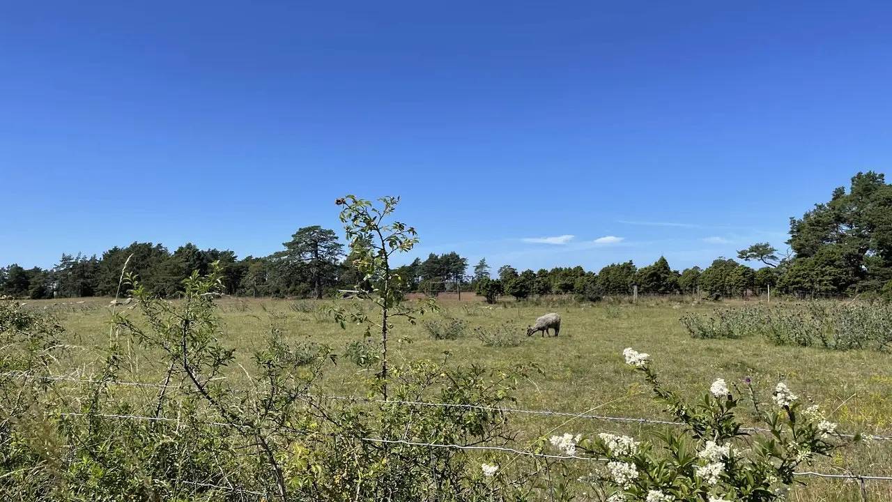 Ferienhaus für 7 Personen mit Garten in Fårö, Gotland