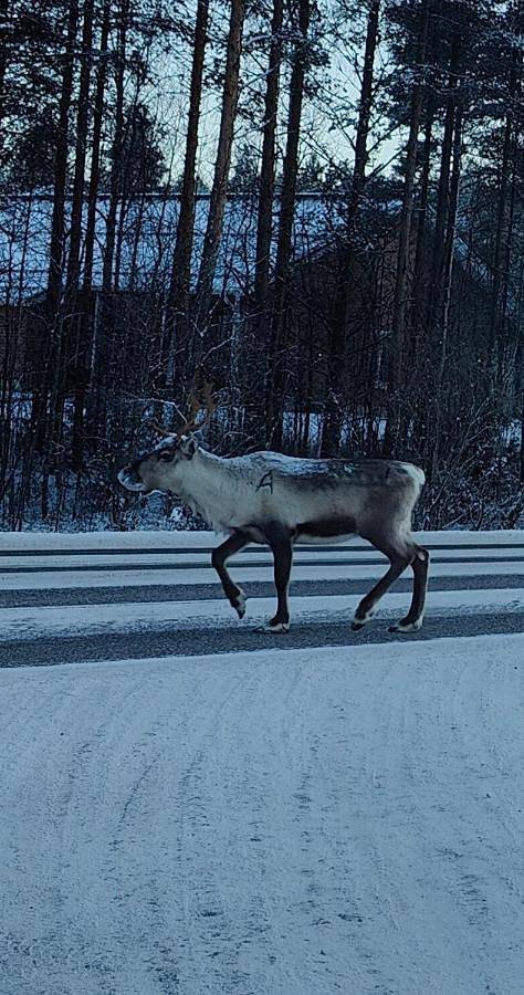 Chalet pour 10 personnes, avec jardin et vue ainsi que vue sur le lac et sauna à Rovaniemi - 4