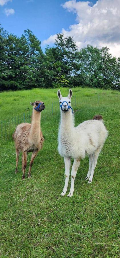 Ferienhaus für 6 Personen, mit Ausblick und Garten in Slowenien - 3