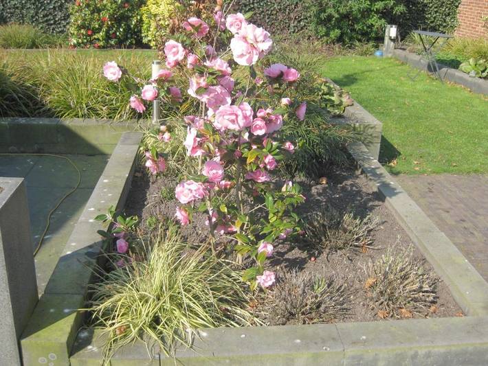 Gîte pour 2 personnes, avec jardin et vue dans Nijverdal - 4