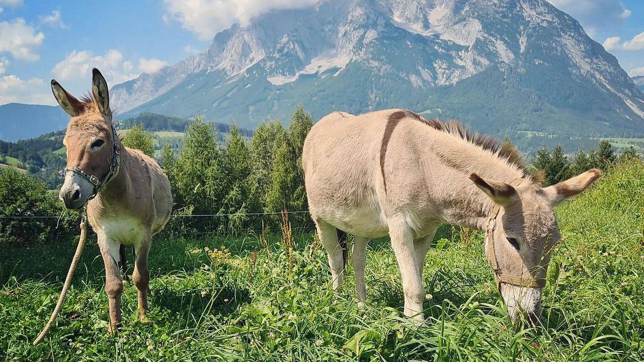 Ganze Ferienwohnung, Ferienwohnung für 3 Personen (30 m²) in Irdning-Donnersbachtal in Irdning-Donnersbachtal, Tauern